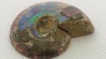 31. CURIOSIDADE a lance livre. Fóssil de Amonite Cleoniceras, período Jurássico, originário da ilha de Madagascar. África. Molusco que surgiu no período Devoniano, há 400 milhões de anos, e foi extinto junto com os dinossauros, no fim do período Cretáceo, 65 milhões de anos atrás. Mede aproximadamente 25 mm