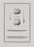 ALEXANDRE RODRIGUES FERREIRA (1756 - 1815) - Rara prancha do famoso naturalista, em sua viagem a Amazônia que durou de 1783 a 1792, retratando em desenhos a Arquitetura, os implementos e a fauna de época. Sendo esta dos Tipos de canoa usadas na Amazônia. Em reprodução. Med: 37 x 27cm