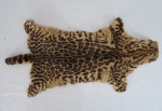 Antiga e rara pele de Jaguatirica. Original de Meados do Século XX.  Med.: 73 x 37 cm.