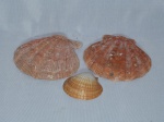 Três conchas marinhas, sendo 2 que se completam.  Medida da maior 15 x 15cm