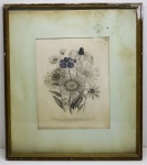 QUADRO - Antiga litografia Botânica - Haghe Londres (1840) Chrysostemma. Envidraçado e emoldurado.