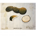 Oscar Oiwa (1965). Brasilian Exotic Fruits. Óleo sobre tela. 80 x 100 cm.