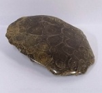 Fósseis - Coral do Marrocos Polido Mede : 8 x 5 cm