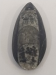 Fósseis - Orthoceras do Marrocos Mede : 5 cm