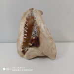 Concha Marinha. Mede 18x12 Cm
