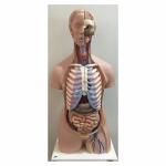 3B SCIENTIFIC - Torso clássico unissex, em 15 partes. Fabricado em matéria plástica de qualidade,  desenhado e modelado na Alemanha. Dimensões:  87 cm x 38 cm x 25 cm / 8,400 kg. Falta 1 peça ( globo ocular). Sinais de uso.  Utilizado nas mais importantes universidades do mundo.  Valor no site do fabricante por  R$ 4.321,00 - https://www.3bscientific.com.br/torso-classico-unissex-em-16-partes-1000188-b11-3b-scientific,p_58_189.html