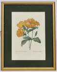 Pierre-Joseph Redouté (1759 - 1840) Gravura do mais famoso pintor e aquarelista de flores belga em reprodução em papel francês, assinado na chapa denominadas "Lychinde a grandes Fleur" 33 x 22cm Moldura com paspatur verde império e patinada a ouro. Med: 37 x 48cm