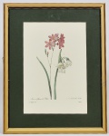 Pierre-Joseph Redouté (1759 - 1840) Gravura do mais famoso pintor e aquarelista de flores belga em reprodução em papel francês, assinado na chapa denominadas "Ixia a Fleur de Phloxr" 33 x 22cm Moldura com paspatur verde império e patinada a ouro. Med: 37 x 48cm