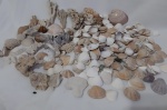 Mix de conchas e corais marinha natural , acompanha o vidro.