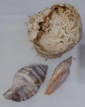 Mix de concha marinha natural e carcaça do marisco espanhol  BUEY, tamanho grande , RARIDADE NO BRASIL..