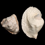 Conjunto de duas conchas marinhas naturais. Provavelmente, a maior do tipo Strombus Goliath e a outra sendo uma Cassis Tuberosa. 14 x 34 x 22 cm / 15 x 20 x 17 cm. Lote pertencente ao acervo de tradicional família paulistana de Américo Moreira dos Santos e Anella Mafalda Malzoni.