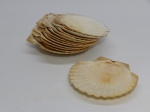 DIVERSOS, doze (12) conchas de vieira para degustação de casquinha de siri, medindo em média 13 x 12 cm.