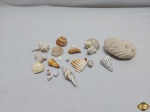 Lote de diversas conchas naturais para decoração. Medindo a maior 10cm x 7cm