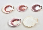 Conjunto de 5 conchas para coquille Saint Jacques ou casquinha de siri