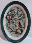 Saladeira de coleção em cerâmica Prado com pintura  Papagaio. Medidas:  27 x 35 cm.