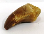 Fósseis - Dente de mosassauro do Marrocos Mede : 4  cm