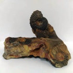 Fósseis - Amonita da Colômbia.  Mede : 11 x 7 cm
