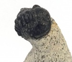 Fósseis - Trilobita do Marrocos Mede : 1,5 cm ( aprox. ) o fossil e 3,5 cm a peça