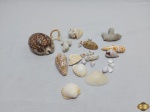 Lote de diversas conchas naturais para decoração. Medindo a maior 9cm x 6cm