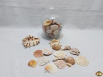 Lote de vaso em vidro incolor com diversas conchas naturais decorativas. Medindo o vaso 19,5cm de altura.