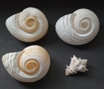 Lote de 4 lindas e grandes conchas naturais - Sendo3: concha caracol e 1 pequena concha parafuso - Medida maior: 13 x 11 cm.