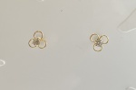 Brinco Infantil Flor Zirconia Branca  Em Ouro Amarelo 18k,Peso: 0,4 Gramas, Valor de Mercado: R$ 320,00