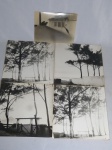 Cinco antigas fotografias em preto e branco, apresentando paisagens florestais e pássaros. 25 x 20 cm.