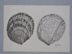 CÉCY CASTRO - "Concha", Desenho à lápis sobre cartão, assinado no cid, 30 x 21 cm.