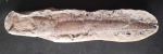 Fóssil de peixe petrificado, encrustado na rocha, sem especificação de datação. Med. Med. 4cm x 11cm x 46cm