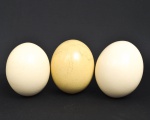 COLECIONISMO - Lote composto de 3  ovos de avestruz com função decorativa, apresentam furo na base para sustentação em redoma. Medida: 15cm x 10cm.