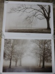 IGOR SVIBILSKY - "Layers of Tree I" e "Layers of Tree II", 2 pôsteres de fotografia datados de 2007. Med. totais de ambos 56 x 76cm.