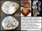 CALCEDÔNIA - ORIGEM BAHIA COM VARIAS OXIDAÇÕES DE MATERIAIS - BELA PEÇA PARA COLECIONAR!!!!!!!!!
