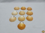 Jogo de 10 conchas naturais para decoração e casquinha de siri. Medindo em média 9,5cm x 8,5cm.