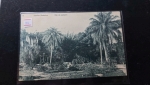 Bilhete Postal  do Brazil. Jardim Botânico, Rio de Janeiro. A. Ribeiro Travessa Ambrosina N. 1 Andarahy. Nº83