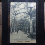 Bilhete Postal do Brasil, Jardim Botânico, Rio de Janeiro (151), A. Ribeiro. Nº250