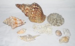 Lote composto por 9 peças diversas entre conchas e corais.