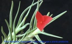 TILLANDSIA ALBERTIANA (Air-Plant) - Espécie do norte da Argentina de exóticas flores vermelhas