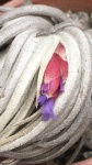 TILLANDSIA CARMINEA (Air-Plant) - Planta prateada e flores pink, conhecida como a "Joia Rara do Brasil"