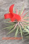 TILLANDSIA FUNKEANA (Air-Plant) - Magnificas flores vermelhas, originaria dos Andes da Venezuela