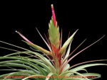 TILLANDSIA TRICOLOR (Air-Plant) - Planta muito decorativa que muda de cor com a floração