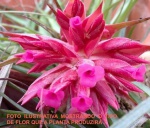 TILLANDSIA GEMINIFLORA V. DARK (Air-Plant) - Espécie brasileira de lindas flores avermelhadas e folhas verde escuro