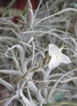 TILLANDSIA DIAGUITENSIS (Air Plant) Especie de cor prata e lindas flores brancas super perfumadas!! (planta importada)