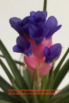 TILLANDSIA AERANTHOS "RS" (Air-Plant) - Magnificas flores Azul Real e bracteas vermelhas