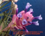 TILLANDSIA STRICTA SP (Air-Plant) - Especie Brasileira de flores mais escuras