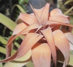 TILLANDSIA RIOHONDOENSIS (Air-Plant) - Especie relativamente nova, Planta de mais de 50 cms quando totalmente adulta, muito bela! (Planta Importada)