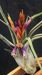 TILLANDSIA PAUCIFOLIA (Air Plant) - Maravilhosa espécie da Guatemala, flores multicolores, planta importada