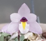 CONSTANTIA CRISTINAE (Mini Orquídea) Espécie muito rara e bela,  encontrada no cerrado de Minas Gerais,  exotica!
