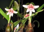 ERIA LAMGBIANENSIS - é uma belissima espécie de orquídea do Sudeste Asiático - Divisão de planta adulta