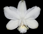 CATTLEYA  LODDIGESI V. ALBA .  - ORQUÌDEA - Belissima espècie brasileira muito chamativa e rara! - Tamanho 4"
