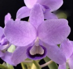 CATTLEYA  BOWRINGEANA  V. COERULEA X SELF.  - ORQUÌDEA - Belissima planta de flores azuis em grandes cachos- Tamanho 4"